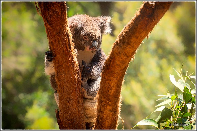 Koala in the Tree
