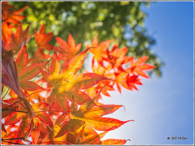 Autumn Colours