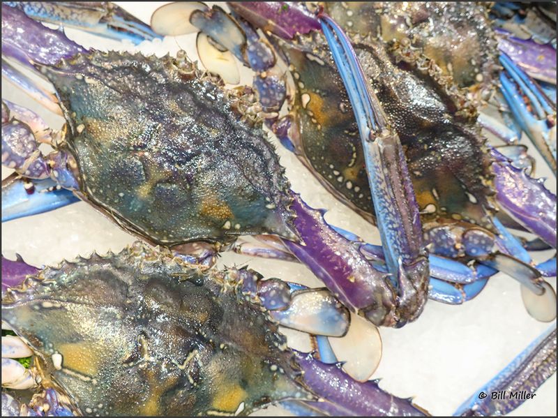 Blue Swimmer Crabs