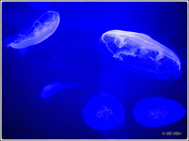 Aquarium