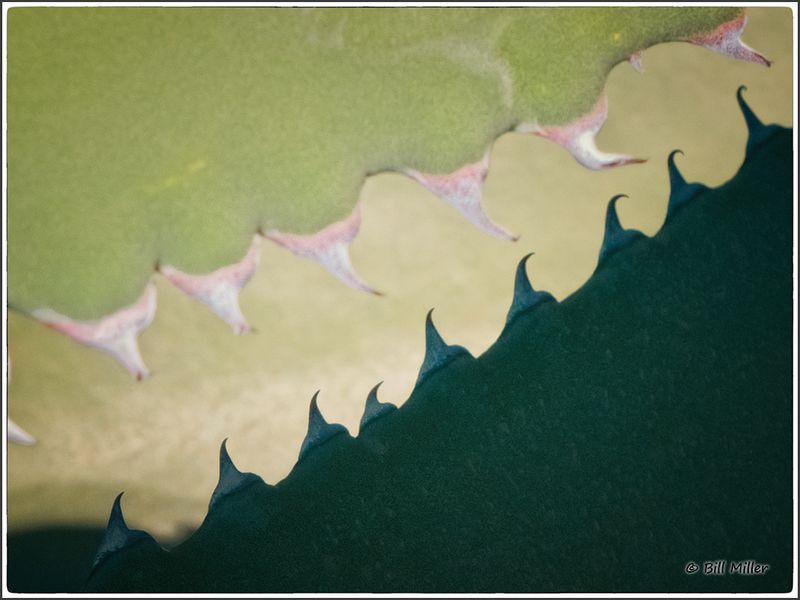 Cactus Teeth