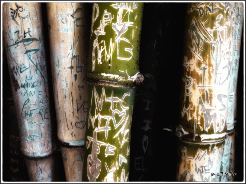Bamboo Graffiti