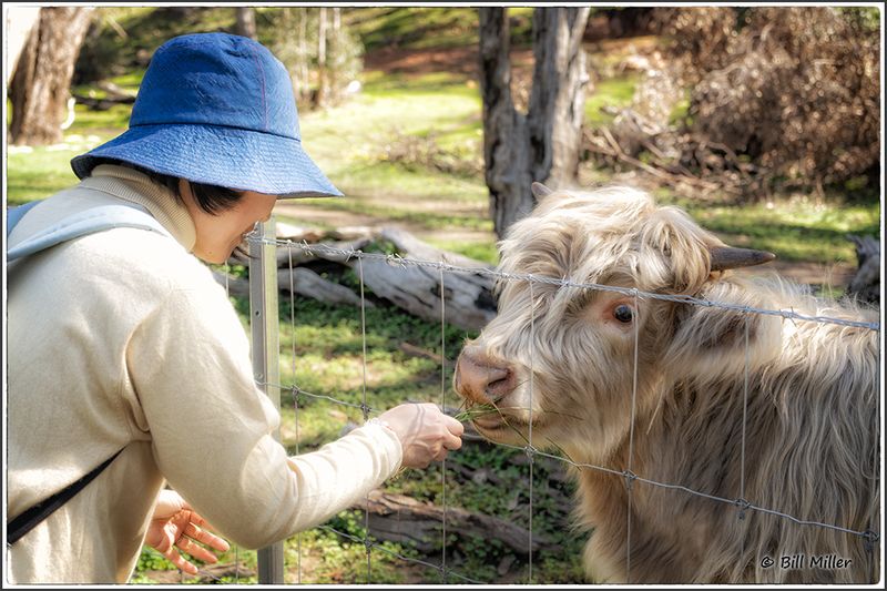 Mika Feeding the Calf