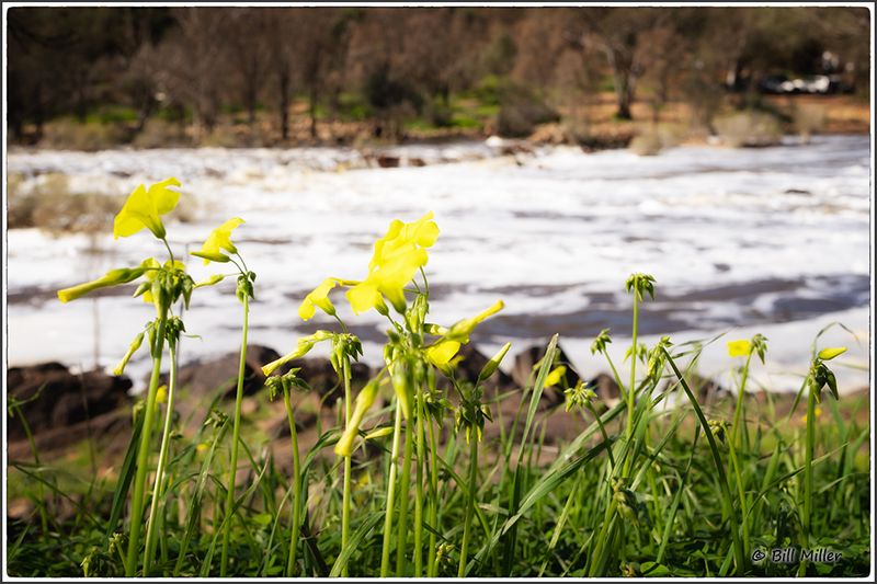 Splash of Yellow