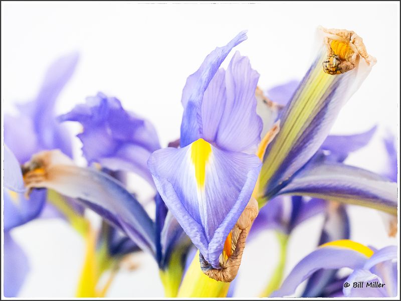 Iris