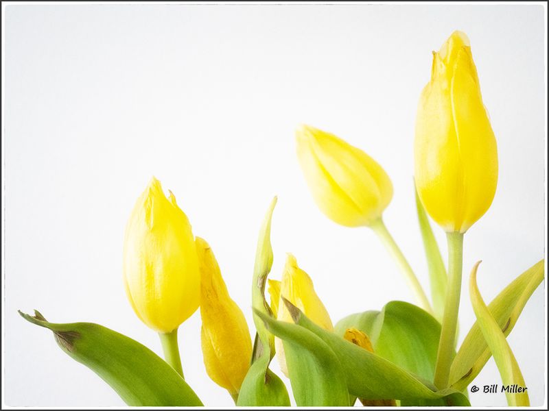 Fading Tulips