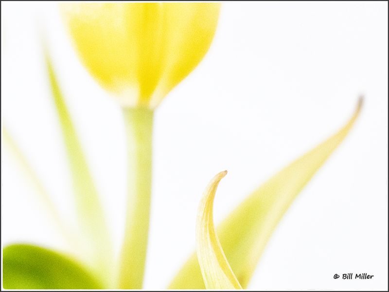 Tulip Details