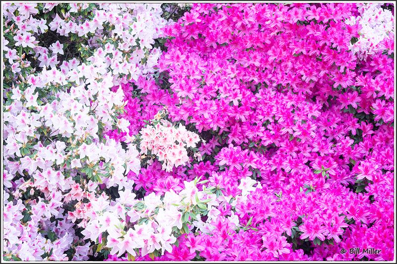 Pinks and Whites