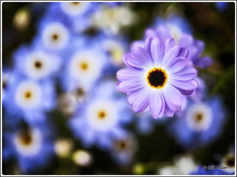 Blue Swan River Daisy