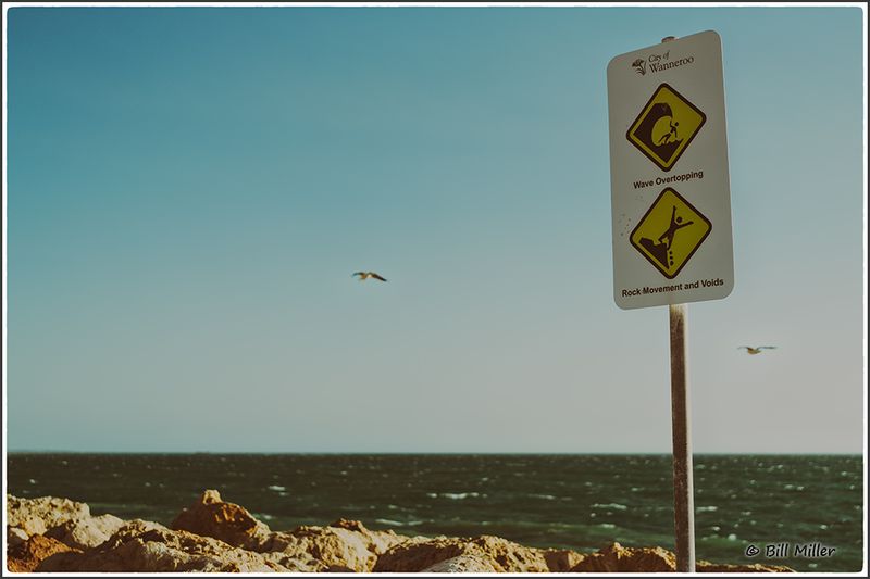 Seagulls