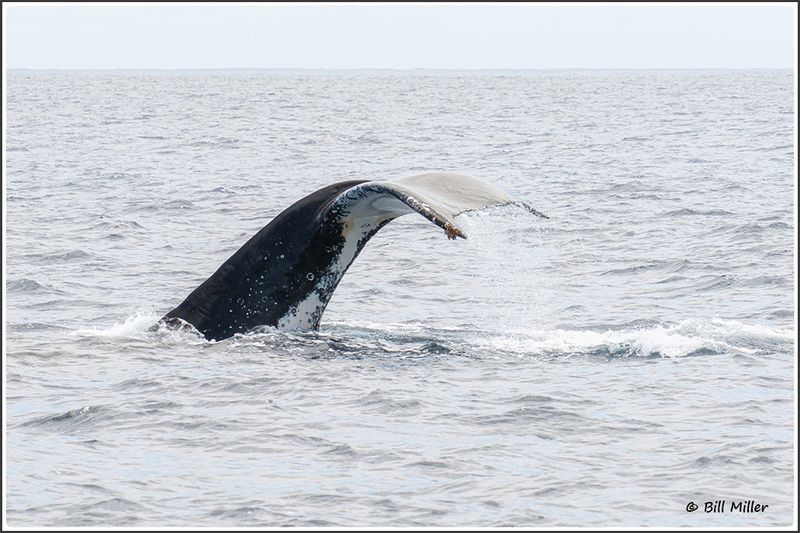 Humpback