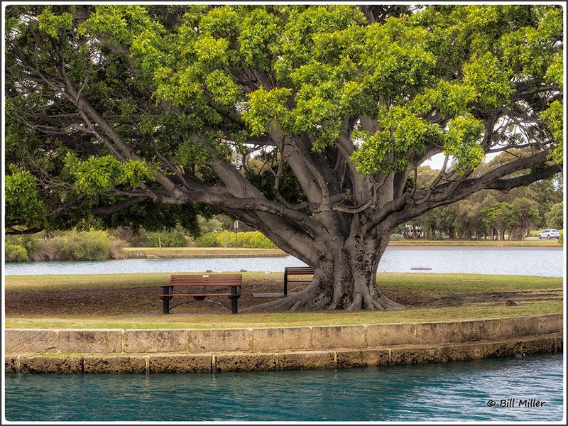 Shady Spot