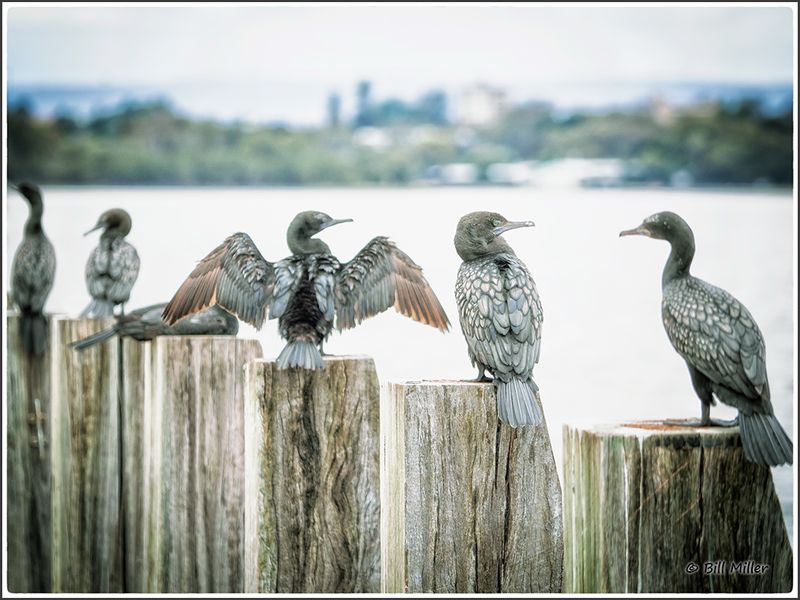 Cormorants
