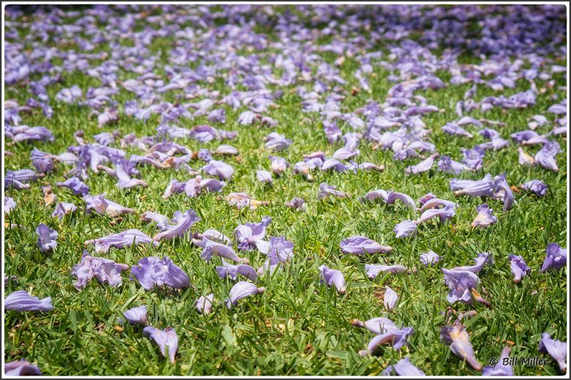 Purple and Green