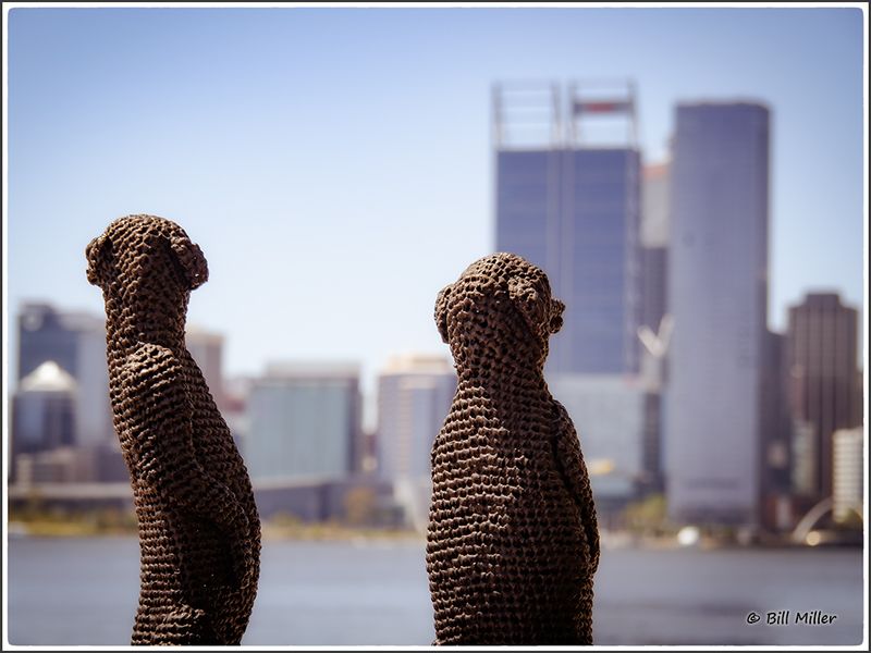 Australian Meerkats