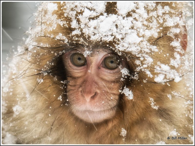 Snow Monkey Baby