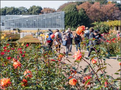 Rose Garden