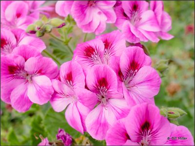 Geranium or Pelargonium?