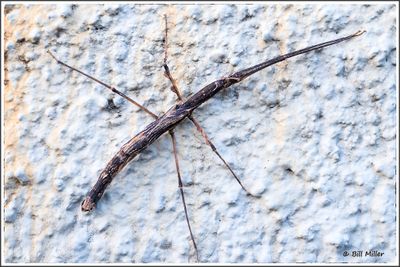 Stick Insect
