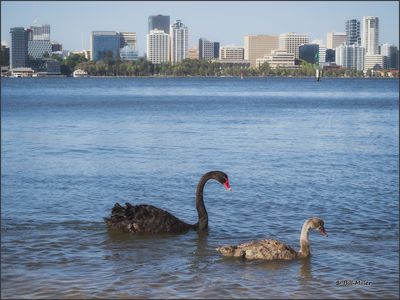 Swan River