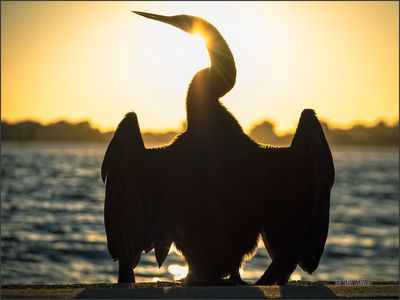Cormorant