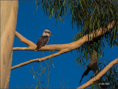 Kookaburra