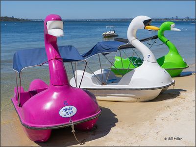 Swan Jovi