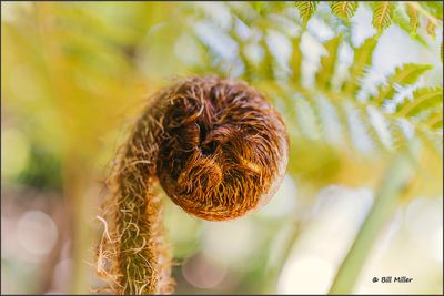 Unfurling