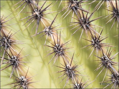 Spikes