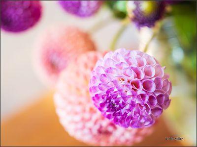 Cafe Flowers