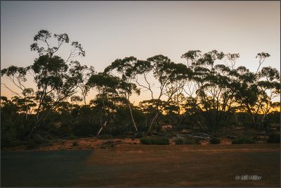 Outback