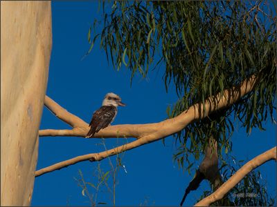 Kookaburra