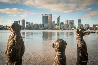 Meerkats