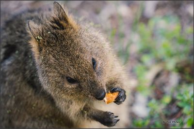 Quokka