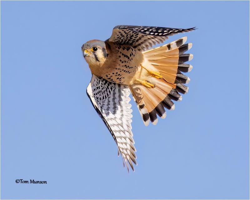  American Kestrel 