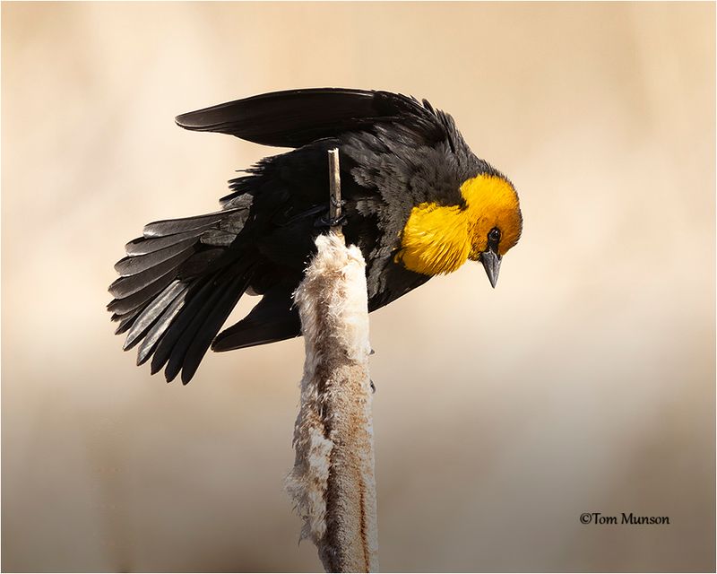  Yellow-headed Blackbird 