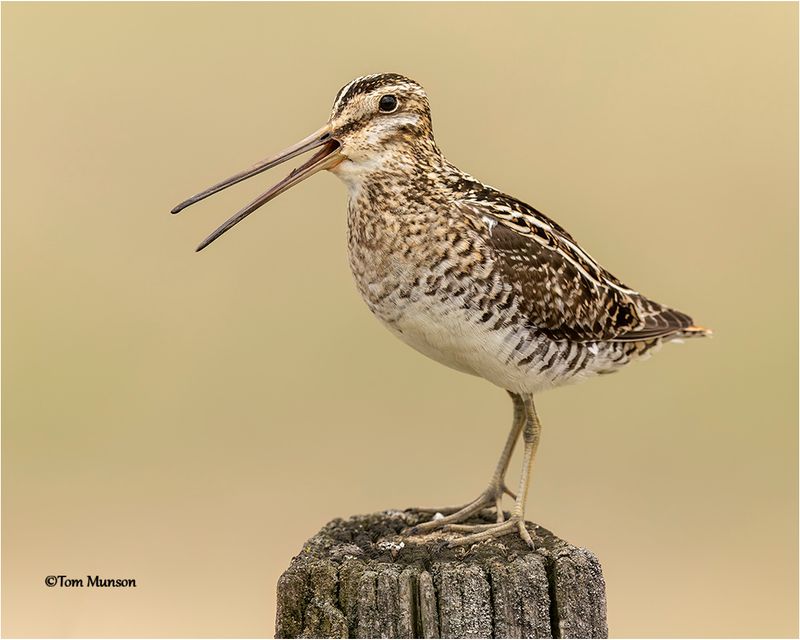  Wilsons Snipe 
