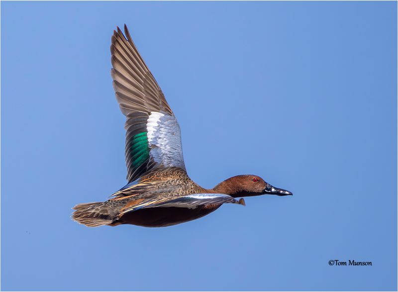 Cinnamon Teal
