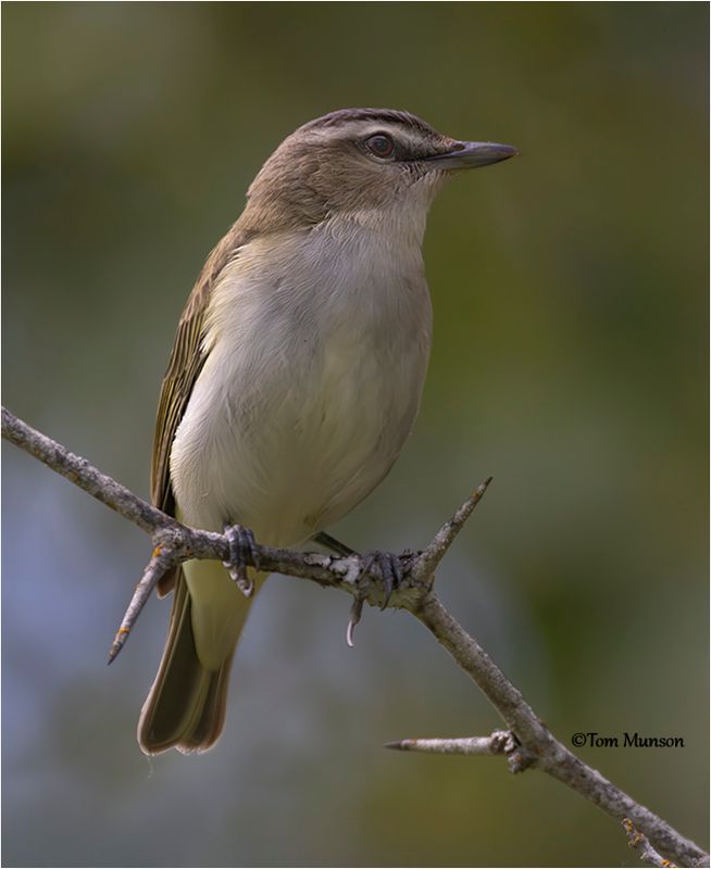 Red-eyed Vireo 