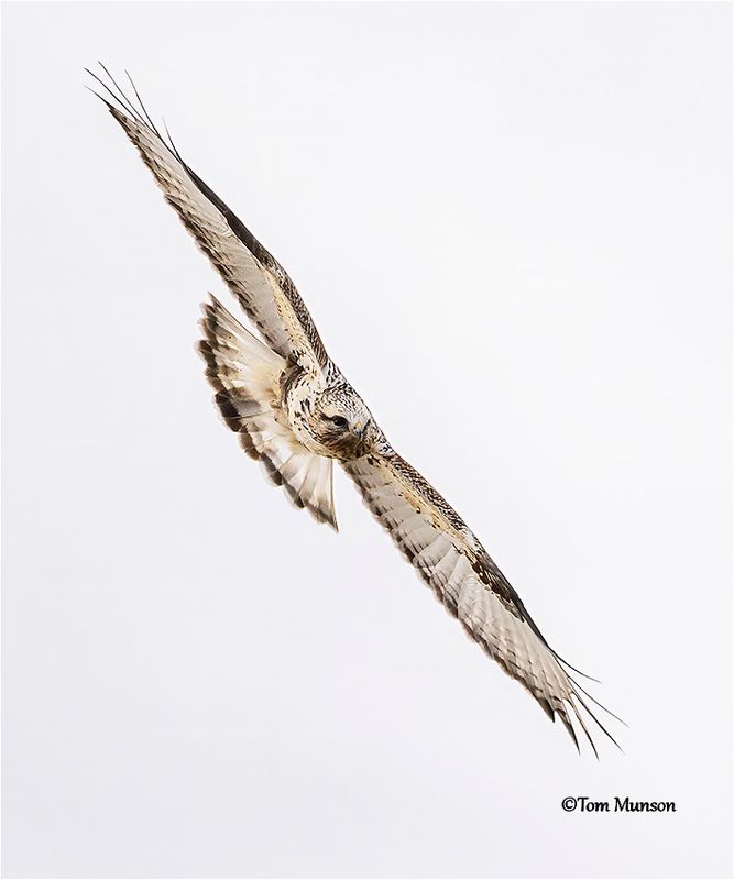  Rough-legged Hawk 