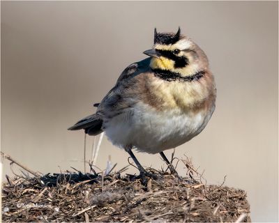  Horned Lark 