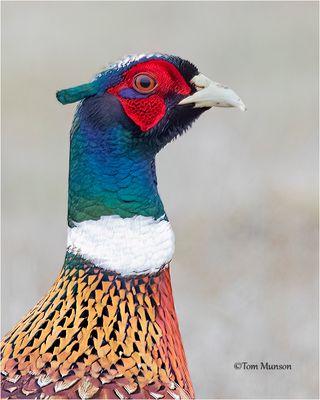  Ring-necked Pheasant 