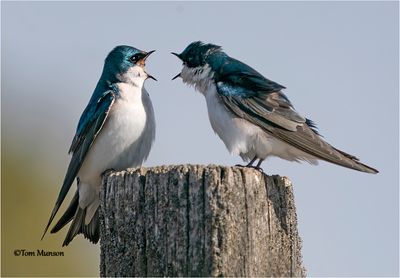  Tree Swallows