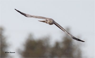  Northern Harrier 