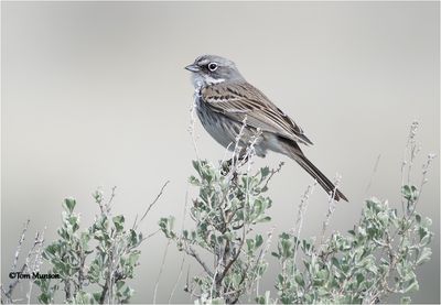  Sagebrush Sparrow 