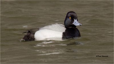  Greater Scaup 