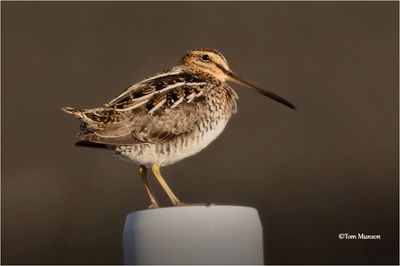 Wilson's Snipe