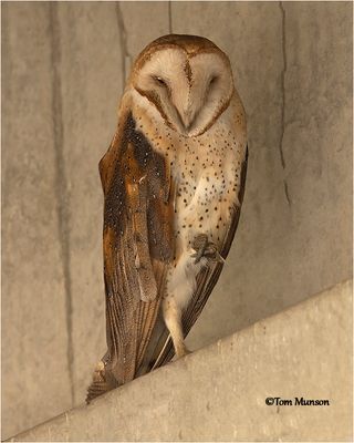  Barn Owl 