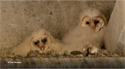  Barn Owl-chicks 