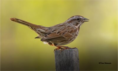  Song Sparrow 